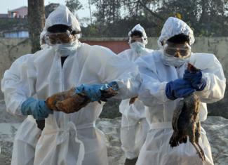 Bird Flu: Secrecy, Negligence and Coming Catastrophe