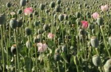 Poppy Cultivation. Representational Image